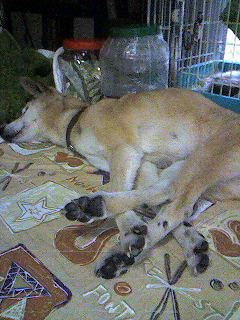 �s���R�����ǎ��R����